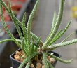ALOE delicatifolia