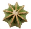 AZTEKIUM hintonii var. minor GCG 13116, 1,4 - 1,5 cm, SEEDLING