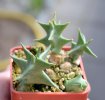 ORBEA carnosa ssp. keithii