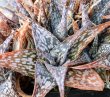 ALOE cv. Bedford´s Beau