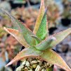 ALOE cv. Red Jag