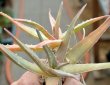 ALOE vera x arborescens
