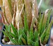 ALWORTHIA cv. Winbon