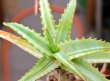 ALOE vera f. variegata