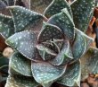 GASTERALOE armstrongii x ALOE aristata ex STC