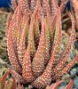 HAWORTHIA margaritifera f. silver ex Hoes