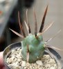 TEPHROCACTUS articulatus f. black spines ex Sladkovský