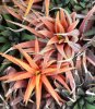 HAWORTHIA attenuata f. variegata
