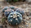 GYMNOCALYCIUM spegazzinii var. unguispinum SL 44b x vatteri f. unguispinum