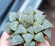 HAWORTHIA picta x translucens