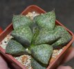 HAWORTHIA emelyae cv. 259 ex G. Marx