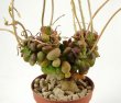 ANACAMPSEROS retusus
