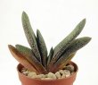 GASTERIA baylisiana