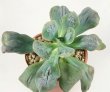 ECHEVERIA cv. Baron Bold