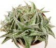 ALOE descoingsii