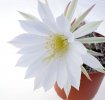 ECHINOPSIS subdenudata cv. Tufty