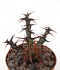 EUPHORBIA aeruginosa f. Prostejov