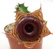 HUERNIA zebrina