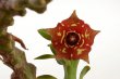 FREREA indica