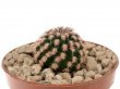 ECHINOCEREUS reicheinbachii f. brevispinus clone 1