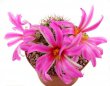 MAMMILLARIA schumannii var. globosa