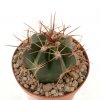 MELOCACTUS bahiensis