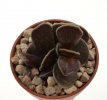 ADROMISCHUS cooperi cv. Burgundy