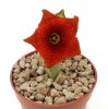 CARALLUMA socotrana