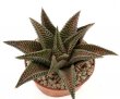 HAWORTHIA striata x koelmaniorum