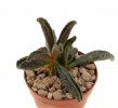 ADROMISCHUS marianae f. spotted leaves