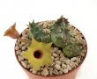 HUERNIA thuretii