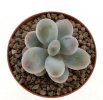 PACHYPHYTUM oviferum