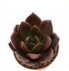 ECHEVERIA cv. Champagne