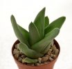 GASTROALOE cv. Green ice