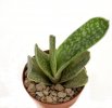 GASTERIA obtusifolia f. variegate