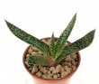 GASTERIA verrucosa