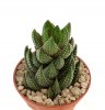 HAWORTHIA coarcata