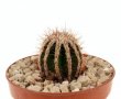 ECHINOPSIS cv. HAKUJO         