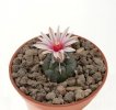 TURBINICARPUS bonatzii