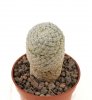 MAMMILLARIA herrerae var. albiflora