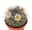 MAMMILLARIA ritteriana