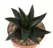 GASTERWORTHIA cv. Black Chap