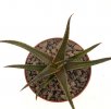 ALOE cv. Brass Hat