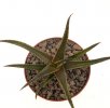 ALOE cv. Brass Hat