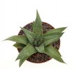 GASTERALOE  cv. Wonder