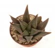 HAWORTHIA cv. Alligator Pair