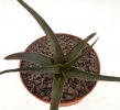 ALOE cv. Oscuro