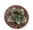 HAWORTHIA cv. Dickson White