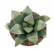 HAWORTHIA cv. Byakuya