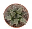 HAWORTHIA magnifica var. major JDV 87-165